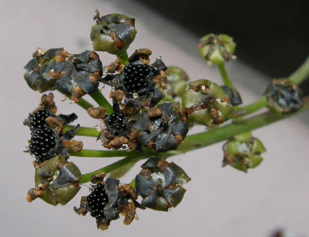 Dionaea muscipula - dozrávající semeníky