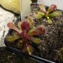 Drosera aberrans