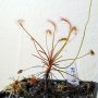 Drosera affinis