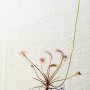 Drosera affinis