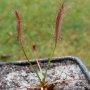 Drosera camporupestris