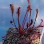 Drosera capensis "Red plant, Giftberg"