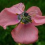 Drosera cistiflora