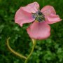 Drosera cistiflora