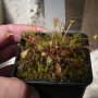 Drosera collinsiae "Faryland"