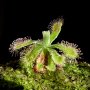 Drosera esterhuyseniae