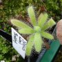 Drosera hilaris