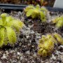 Drosera hilaris