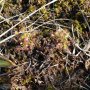 Drosera intermedia