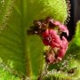 Drosera schizandra