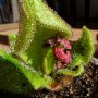 Drosera schizandra