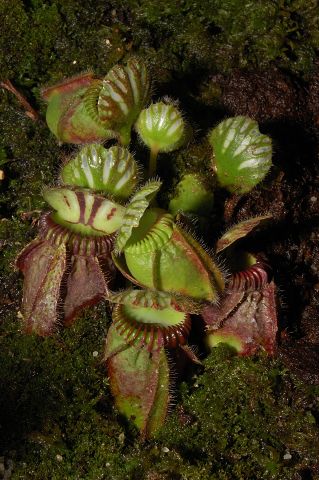 Cephalotus follicularis