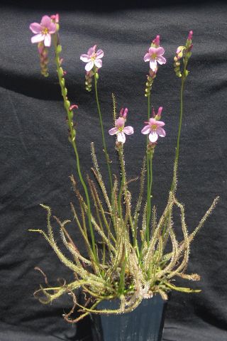 Drosera filiformis