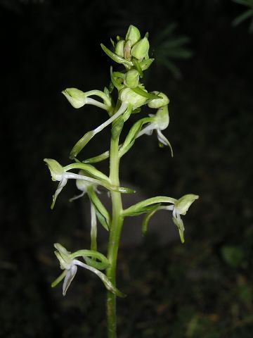 Platanthera bifolia