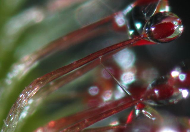 Drosera capillaris - tentakule