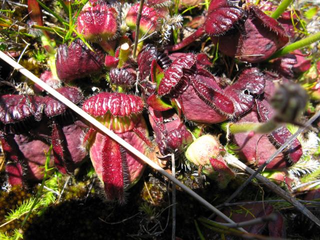 Cephalotus follicularis