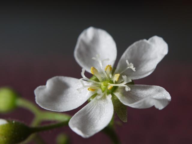 Drosera neocaledonica