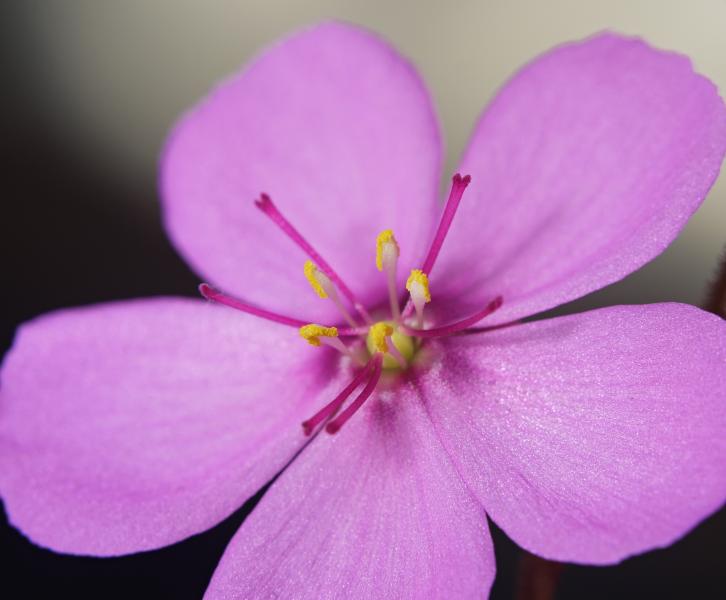 Drosera esterhuyseniae × slackii